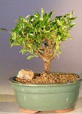 Ficus Retusa - Small<br><i>(Melon Seed)</i>