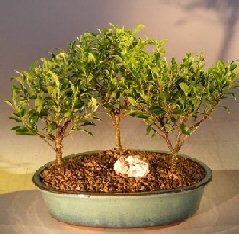 Ficus Retusa- 3 Tree Forest Group<br><i>(Melon Seed)</i>