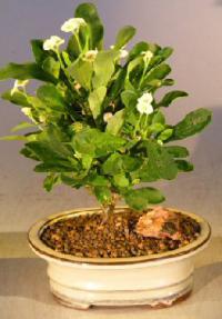Flowering Crown of Thorns Bonsai Tree - Cream / Yellow<br><i>(euphorbia milii)</i>