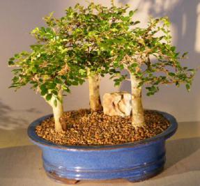 Chinese Elm Bonsai Tree - Aged <br>Three (3) Tree Forest Group <br><i>(ulmus parvifolia)</i>