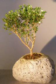 Chinese Flowering White Serissa in Lava Rock Pot<br>Tree of a Thousand Stars<br><i>(Serissa Japonica)</i>