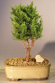 Shimpaku Juniper Bonsai Tree - Small<br><i>(juniper chinensis 'shimpaku')</i>