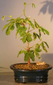 Flowering Mimosa - Small<br><i>(mimosa pudica)</i>