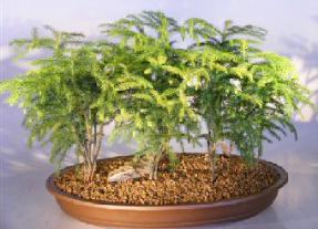 Norfolk Island Pine Bonsai Tree<br> Seven (7) Tree Forest Group<br><i>(Araucaria Heterophila)</i>