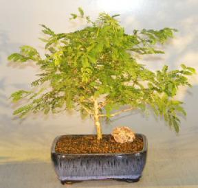 Flowering Princess Earrings Bonsai Tree - Medium