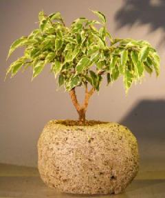 Ficus Bonsai Tree - Variegated<br><i></i> In lava rock<br><i>(ficus benjamina)</i>