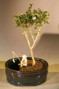 Flowering Mount Fuji Bonsai Tree<br>Water/Land Container - Small<br><i>(serissa foetida) </i>