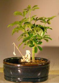 Hawaiian Umbrella Bonsai Tree <br>Land/Water Pot - Small<br><i>(arboricola schefflera 'luseanne')</i>