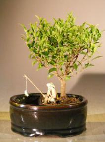 Ficus Retusa Bonsai Tree<br>Water/Land Container - Small<br><i>(Melon Seed)</i>