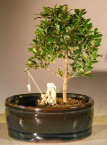 Flowering Brush Cherry Bonsai Tree <br>Land/Water Pot - Small <br><i>(eugenia myrtifolia)</i>