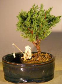 Shimpaku Juniper Bonsai Tree<br>Water/Land Container - Small<br><i>(shimpaku itoigawa)  </i>