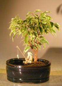 Ficus Bonsai Tree Variegated<br>Water/Land Container - Small<br><i>(ficus benjamina) </i>