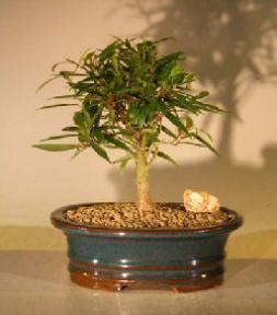 Willow Leaf Ficus Bonsai Tree - Small<br><i>(Ficus Nerifolia/Salisafolia)</i> 