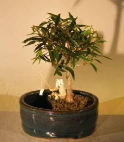 Willow Leaf Ficus Bonsai Tree<br>Water/Land Container - Small<br><i>(Ficus Nerifolia/Salisafolia)</i>