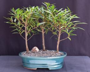 Willow Leaf Ficus Bonsai Tree<br>3 Tree Forest Group - Small<br><i>(ficus nerifolia/salicafolia) </i>