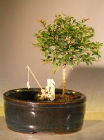 Flowering Tropical Boxwood Bonsai Tree<br>Land/Water Container - Small<br><i>(neea buxifolia) </i>