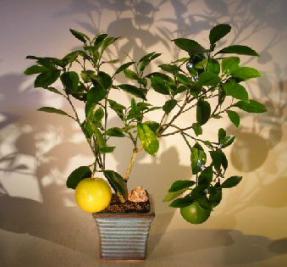 Navel Orange Bonsai Tree - Seedless<br><i>(Citrus' Sinensis)</i>