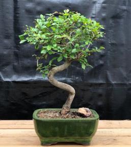 Chinese Elm Bonsai Tree <br><i></i>Trained Curve Trunk Style - Small <br><i></i>(Ulmus Parvifolia)
