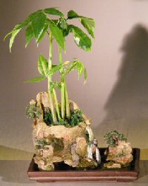 Money Bonsai Tree - 'Good Luck Tree'<br>Double Rock Landscape with Artificial Waterfall <br><i>(pachira aquatica)</i>