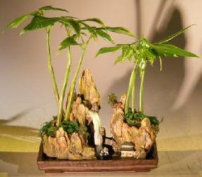 Money Bonsai Tree - 'Good Luck Tree'<br><i></i>Double Rock Landscape planting with Artificial Waterfall<br><i></i>(pachira aquatica)
