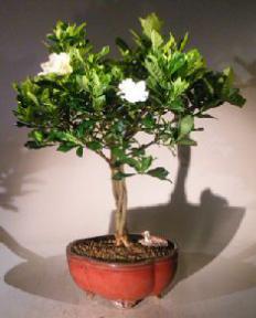 Flowering Gardenia Bonsai Tree<br>Braided Trunk Style <br><i>(jasminoides miami supreme)</i>