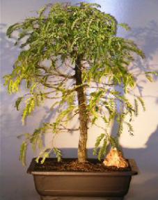 Flowering Tamarind Bonsai Tree<br>Extra Large<br><i>(tamarindus indica)</i>