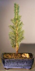 Colorado Blue Spruce Bonsai Tree - Medium<br><i>(picea pungens)</i>