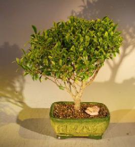 Ficus Retusa Bonsai Tree<br><i> (Melon Seed) </i><br>Complete Starter Kit