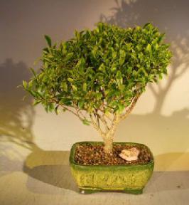 Ficus Retusa - Medium <br><i>(Melon Seed)</i>