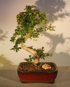 Flowering Fukien Tea Bonsai Tree - Medium<br>Curved Trunk Style - Small Leaf<br><i> (ehretia microphylla)</i>