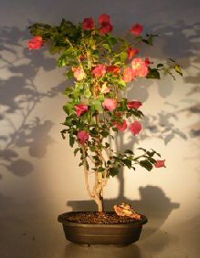 Bougainvillea - Flowering Vine<br> Upright Style<br><i>(pink pixie)</i>