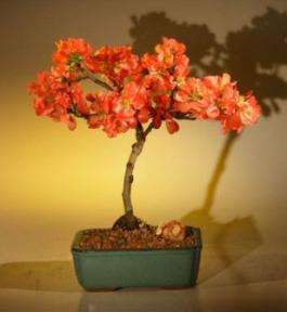 Japanese Flowering Quince Bonsai Tree - Super Red<br><i>(chaenomeles japonica 'moned')</i>