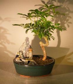 Hawaiian Umbrella Bonsai Tree - Coiled Trunk <br>Stone Landscape Scene<br><i>(Arboricola Schefflera 'Luseanne')</i>