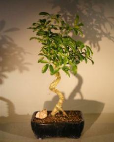 Hawaiian Umbrella Bonsai Tree - Large<br>Coiled Trunk Style<br><i>(Arboricola Schefflera 'Luseanne')</i>