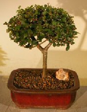 Chinese Elm Bonsai Tree<br>Straight Trunk<br><i>(ulmus parvifolia)</i>