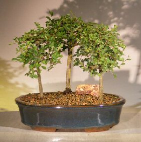 Chinese Elm Bonsai Tree<br>3 Tree Forest Group Scene<br><i> (ulmus parvifolia)</i>