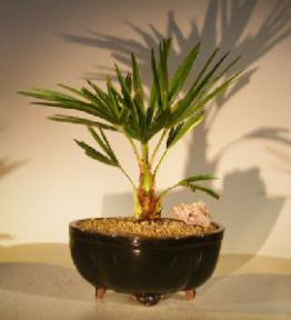 Windmill Palm Bonsai Tree<br><i>(trachycarpus fortunie)</i>