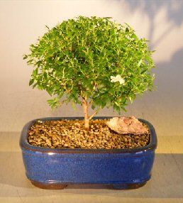 Flowering Myrtle Bonsai Tree - Medium<br><i>(myrtus communis 'compacta')</i>