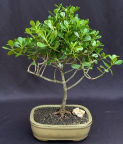 Flowering Tropical Dwarf Apple Bonsai Tree <br>Extra Large <br><i>(clusia rosea 'nana')</i>