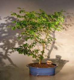 Flowering Brazilian Raintree Bonsai Tree <br>Extra Large<br><i>(pithecellobium tortum)</i>