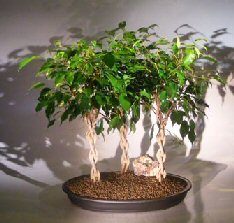 Ficus Braided Twist<br>Three Tree Forest Group<br><i>(ficus compacta)</i>