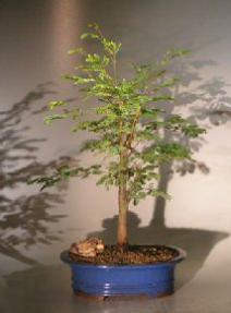 Flowering Horseflesh Mahogany Bonsai Tree - Large <br><i>(lysiloma sabicu)</i>