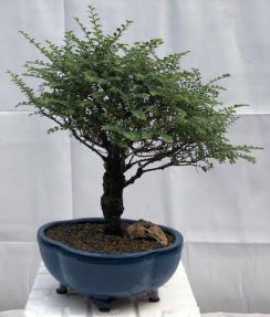 Chinese Seiju Elm Bonsai Tree <br><i>(ulmus parvifolia 'seiju')</i>