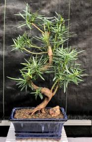 Flowering Podocarpus Bonsai Tree <br>Curved Trunk Style - Large <br><i>(podocarpus macrophyllus)</i>
