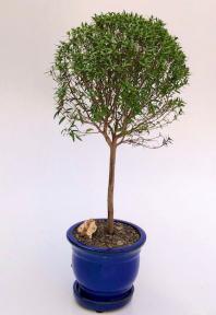 Flowering Myrtle Bonsai Tree - Large <br>Upright Broom Style <br><i>(myrtus communis 'compacta')</i>