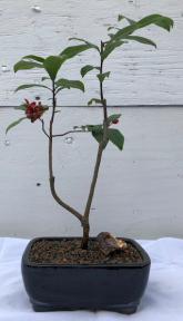 Flowering Mickey Mouse Bonsai Tree <br><i>(ochna serrulata)</i>