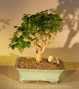 Flowering Ligustrum Bonsai Tree<br>Straight Trunk Medium<br><i>(ligustrum lucidum)</i>
