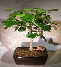 Flowering Sea Hibiscus Bonsai Tree<br><i>(hibiscus tiliaceus)</i>