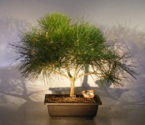 Japanese Black Pine Bonsai Tree<br><i>(pinus thunbergii)</i>