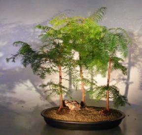 Redwood Bonsai Tree<br> Three (3) Tree Forest Group - Large <br><i>(metasequoia glyptostroboides)</i>